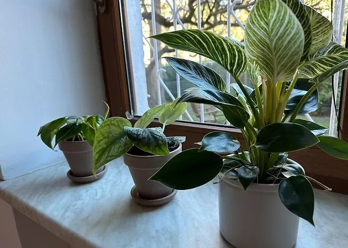 Stary Mokotów, Z Ogródkiem Apartament *